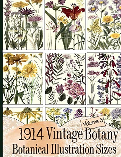 1914 vintage botany - vintage,