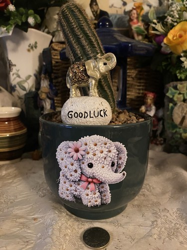Cactus houseplant free - cactus, a