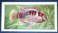 DOME HEAD FISH   Tropical Freshwater Aquarium Fish   Vintage Card