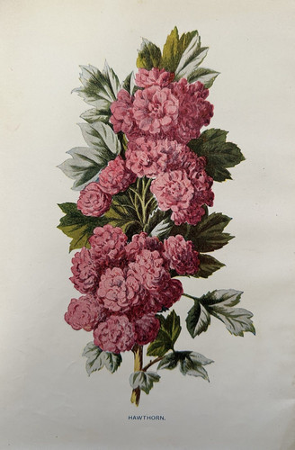 Antique print hawthorn - hawthorn, c.1910