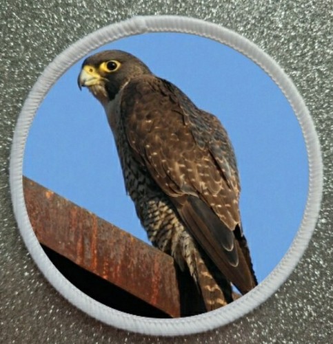 Birds prey series - 3", of
