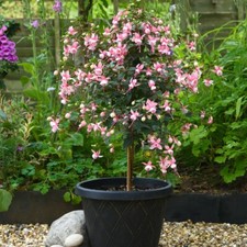 T&M Fuchsia Elma Standard