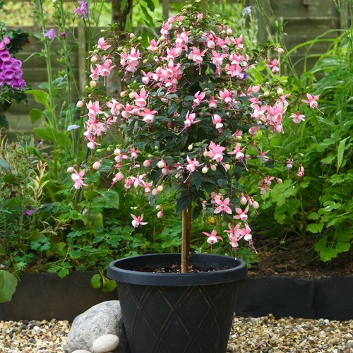 Fuchsia elma standard - t&m,