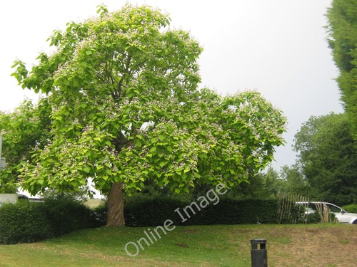 Photo 12x8 catalpa - photo,