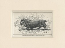 SUSSEX SPANIEL RARE ANTIQUE 1900 ENGRAVING NAMED DOG PRINT READY MOUNTED