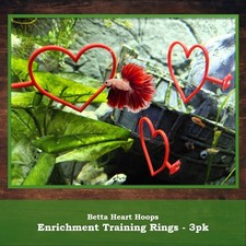 3 Pack Betta Fish Heart