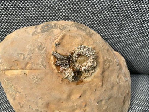 Phicroderoceras rare - phicroderoceras,