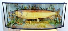 RARE antique taxidermy fish stuffed pike by F.Ernest Gunn Norwich c1890 4ft wide