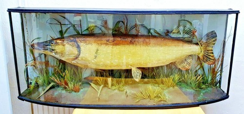Rare antique taxidermy fish - rare,