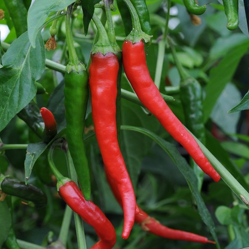 Chilli pepper kitchen buddies - pepper,