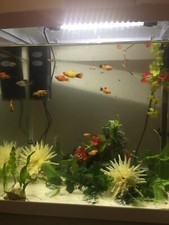 Platies For Sale From 1 Mouth To 5 Mouths