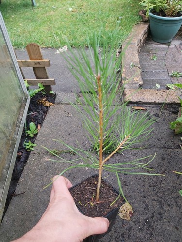 Pinus radiata monterey pine - monterey,