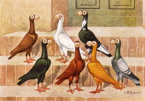 English carrier pigeon - carrier, print