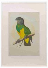 Lydon AF Parrots 1884 Senegal