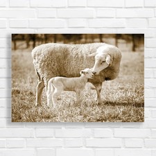A White Suffolk Sheep With A