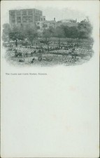 Norwich Castle And Cattle