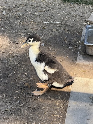 Fertile duck hatching - fertile,