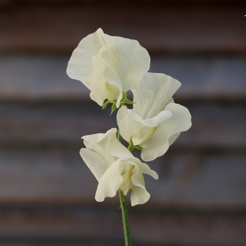 Sweet pea spencer ice cream - pea,