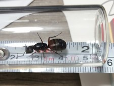 Live Carpenter Ant Queen