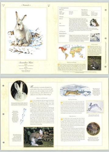Snowshoe hare mammals - hare,