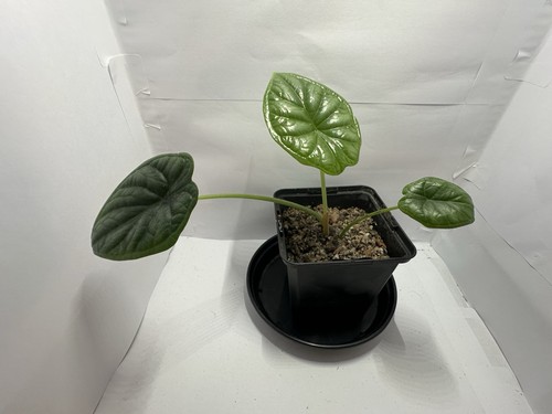 Alocasia dragon scale - alocasia,