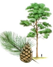 Scots Pine (Pinus sylvestris)