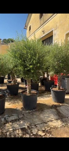 Olive tree standard approx - tree,