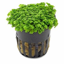 Hemianthus Callitrichoides 6 X