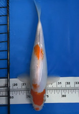 12 inches TANCHO KOHAKU KOI_