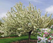 Malus Sugar Tyme Tree 6ft Tall Supplied in a 12 Litre Pot by Directplants