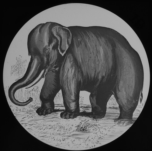 Indian elephant c1890 - an,
