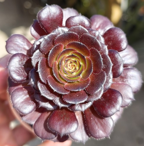 Aeonium black rose stunning - black,