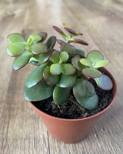 Crassula ovata minima - crassula, |