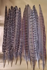 10 Natural Pheasant Mixed Tail