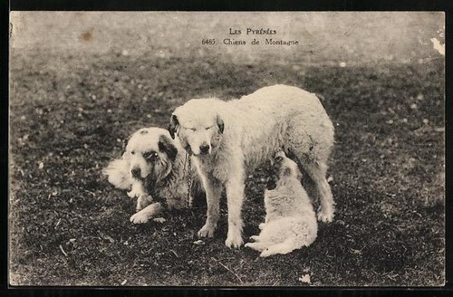Two pyrenean mountain - mountain, dogs