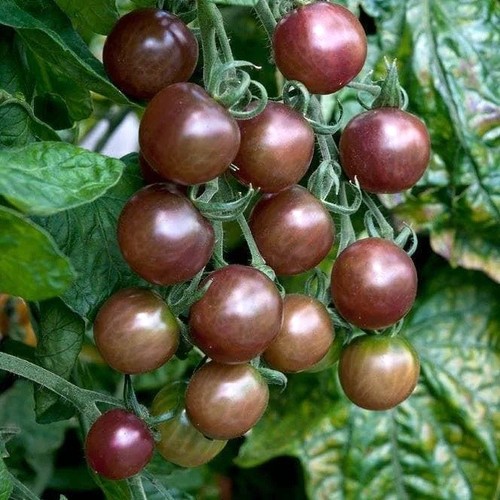 Black opal tomato seeds - tomato,