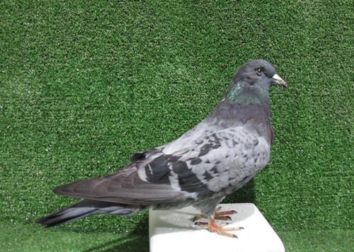 Large grey racing pigeon - grey,