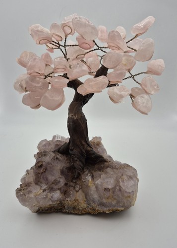 Brazillian bonsai rose - brazillian,