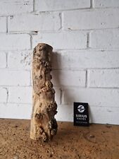 Rare Boxwood Burl Burr for Woodturning Knife Handle Years Seasoned and Dried