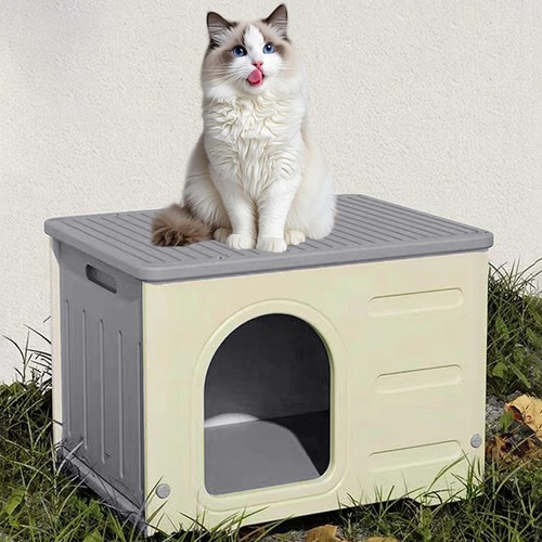Pet cat kitten - pet, dog