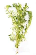 Cabomba Aquatica - 5 - 100 Stands - Tropical Water Aquarium Live Plants