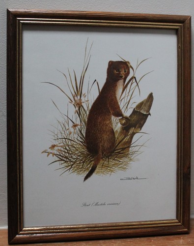 Joel kirk framed stoat - joel,
