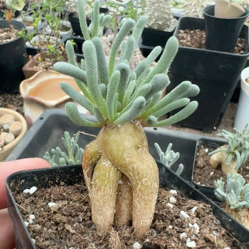 3cm succulent cactus plant - succulent,
