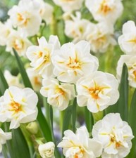 Sir Winston Churchill Daffodil