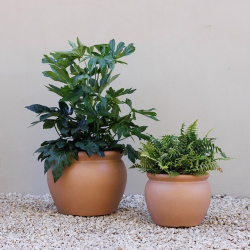 Primrose terracotta style - terracotta,