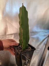Large dragon fruit plants