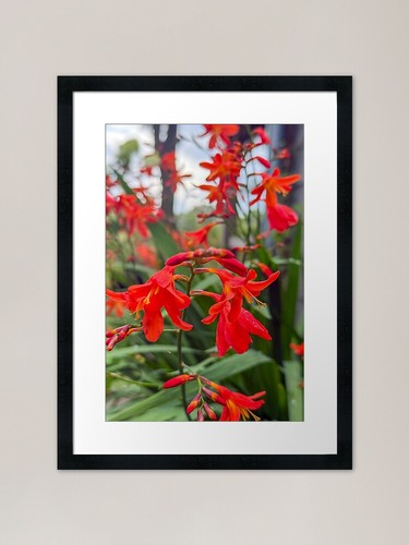 Crocosmia lucifer - 'lucifer', /