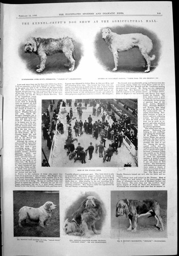 Old crufts dog - old, otterhound