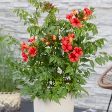 Campsis Red Trumpet Vine in a 1.5 Litre Pot, 60cm Tall, Hardy Climbing Plants