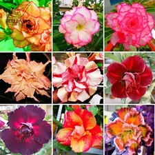 New Adenium Mixed 9 Types